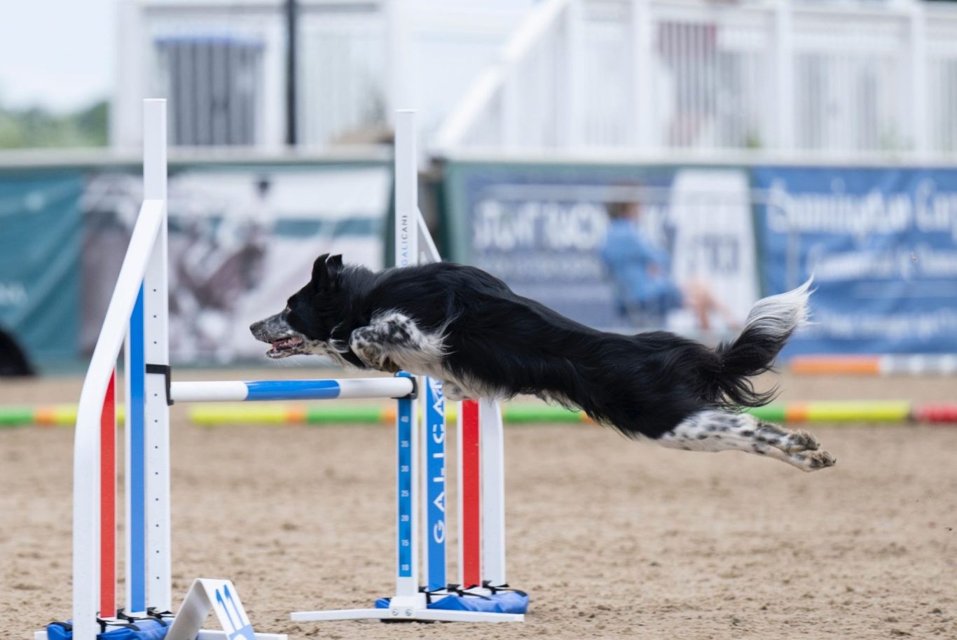 A black and white border collie clearing an agility jump